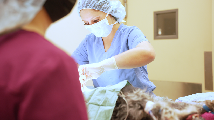 Join Alta Vista Veterinary Hospital
